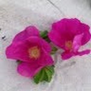 Meet your Posher, Leah